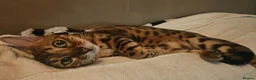 Bengal cats for sale: A very special home wanted for Astrid in Salford - Advert 15