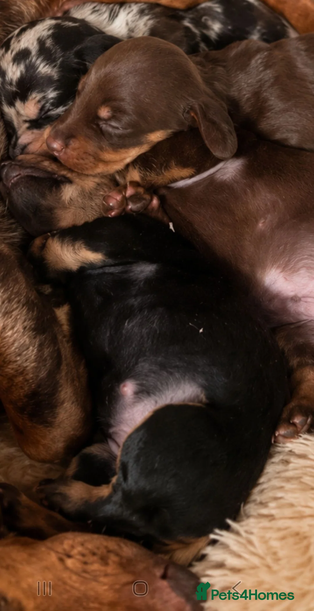 Miniature Dachshund dogs for sale: Miniature dachshunds  - Advert 9