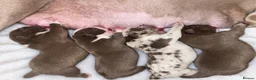 American Bully dogs for sale: 4 ABKC unreal bully’s - Advert 3