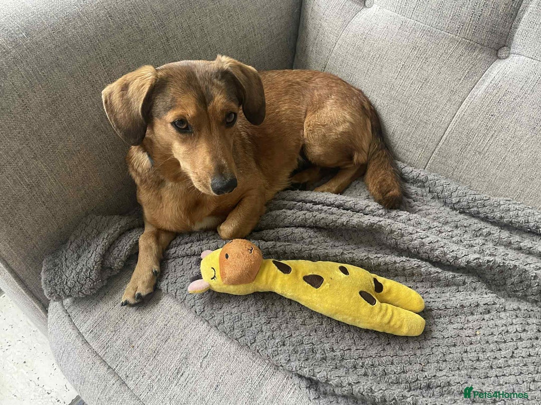 Dachshund dogs for adoption: Sweet Jessica Looking for a family  - Image 3