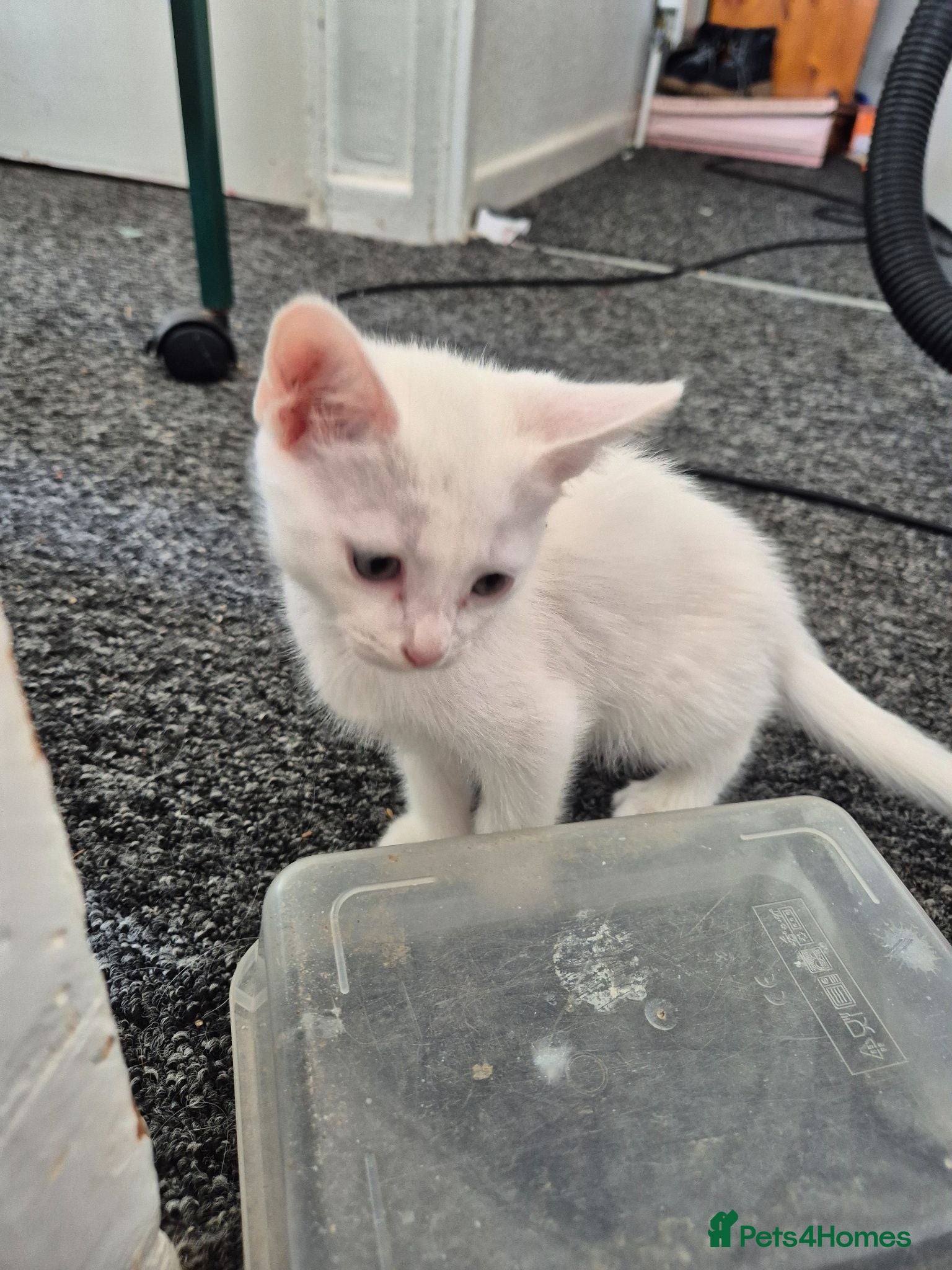 Turkish Angora cats Kittens for sale  - Advert 8