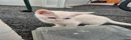 Turkish Angora cats for sale: Kittens for sale  - Advert 1