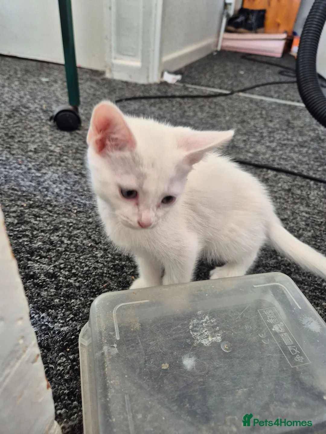 Turkish Angora cats for sale: Kittens for sale  - Advert 1