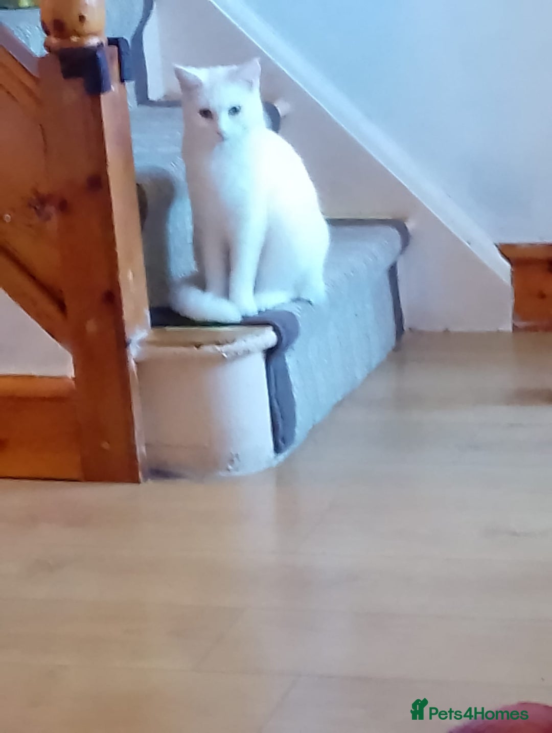 Turkish Angora cats for sale: Female  - Advert 1