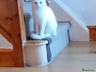 Turkish Angora cats Female - Advert 10