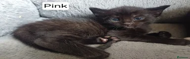 Female Black Kitten - Pink Collar