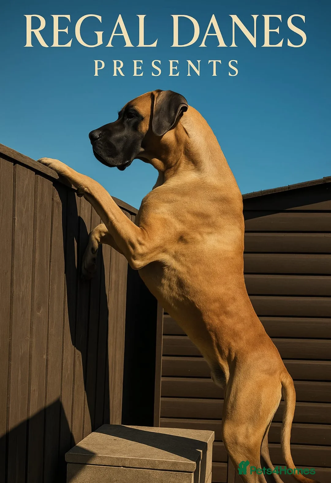 Great Dane dogs for stud: ✨ Great Dane Stud - KC Registered - Championship  - Advert 2