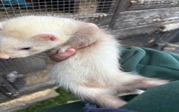 Ferret rodents for sale: Ferret Kits (albino, sandy, bew colours) - Image 8