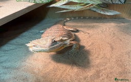 Bearded Dragon reptiles for sale: Bearded Dragon  - Image 2