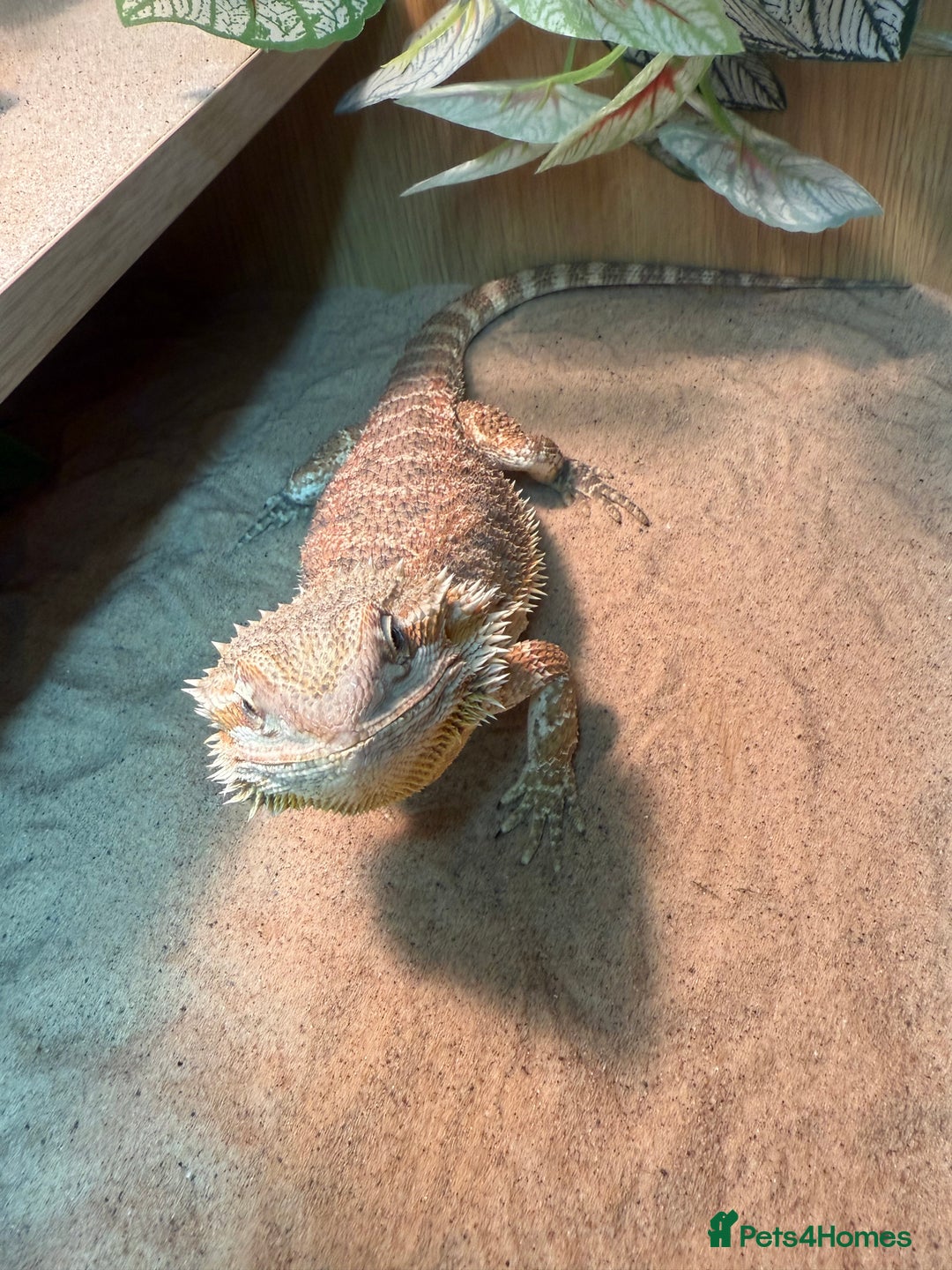 Bearded Dragon reptiles for sale: Bearded Dragon  - Image 2