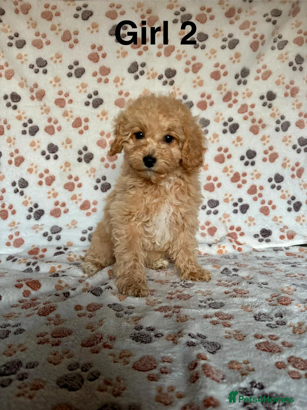 Cavapoo dogs for sale: Beautiful red Cavapoos  in Sheerness - Advert 10
