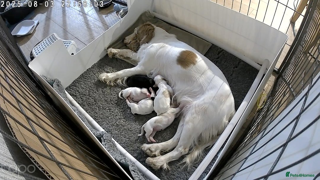 Cocker Spaniel dogs for sale: Lemon and white working cocker spaniels  - Image 12