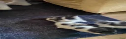 Mixed Breed cats for sale: 3 kittens for sale - Advert 9