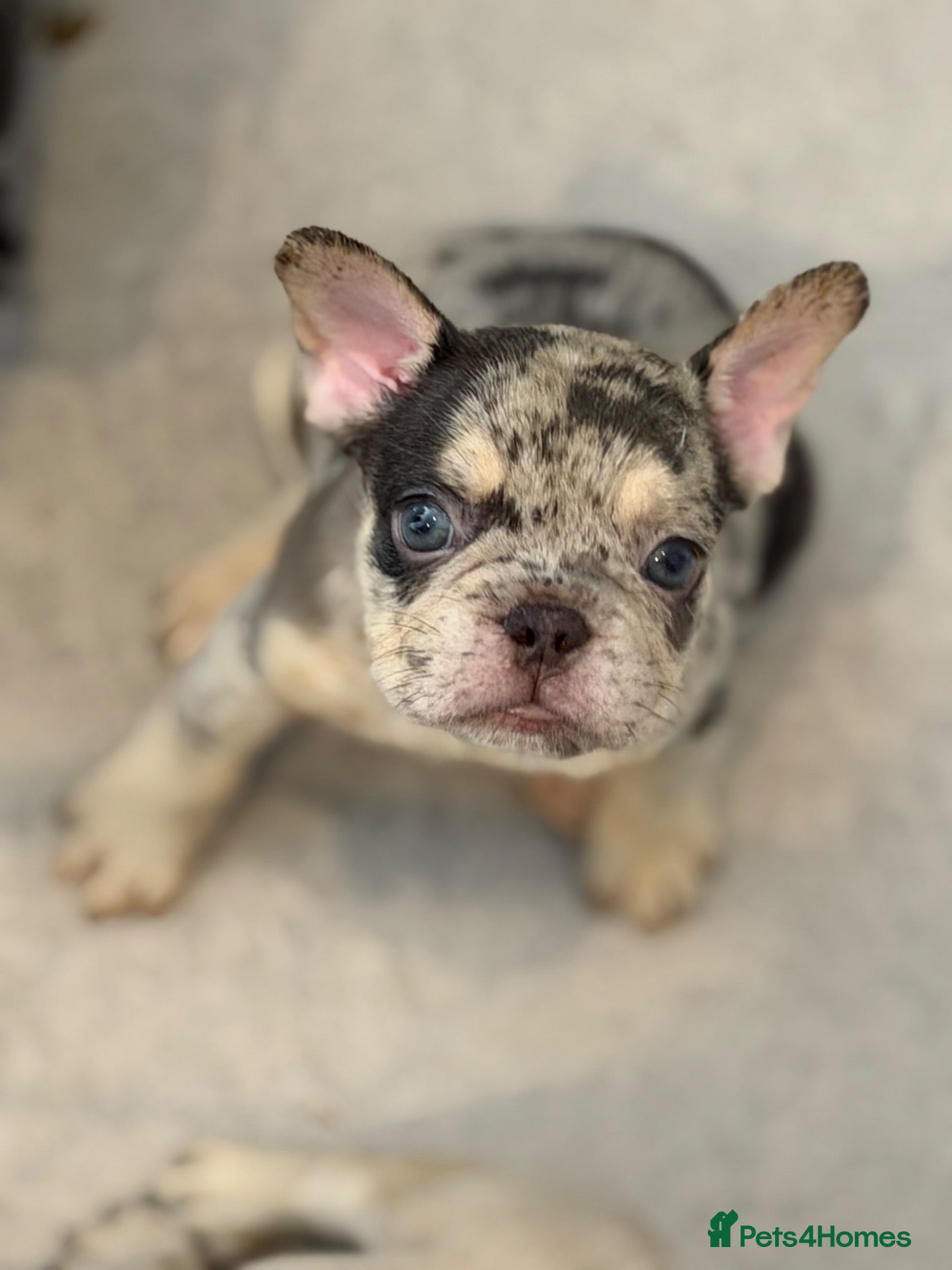 French Bulldog dogs Quality French bulldogs - Advert 22