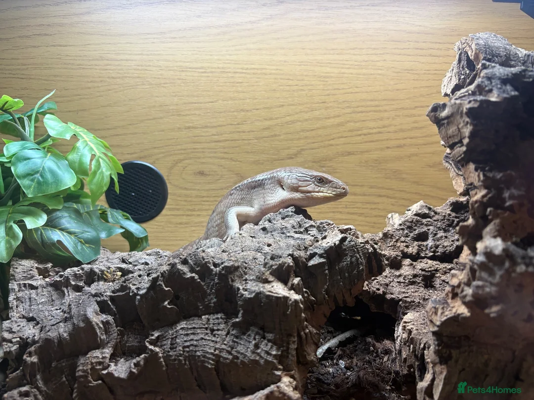Skink reptiles for sale: Northern Blue Tongue Skink 6 Months Old Male in Wallsend - Advert 27