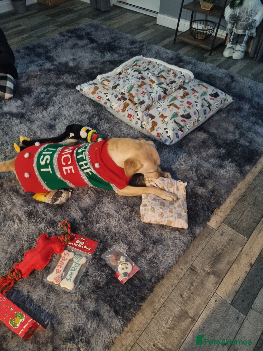 Labrador Retriever dogs for sale: Amazing Labrador retriever  - Image 3