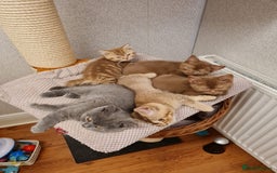 British Shorthair cats for sale: Gorgeous BSH Kittens  - Image 4