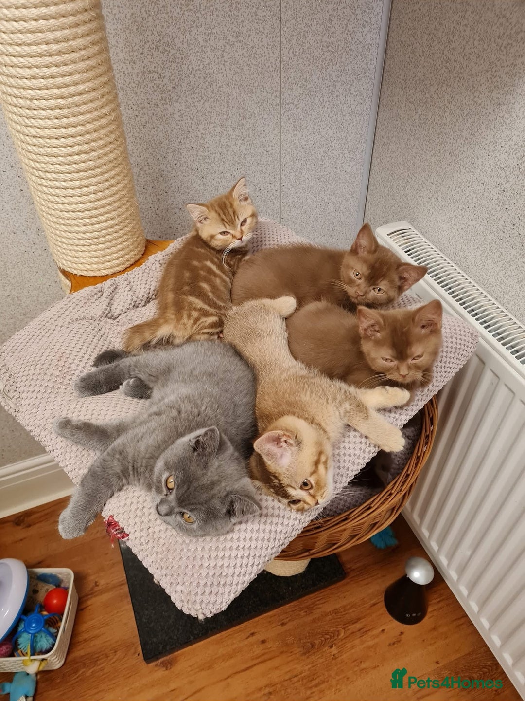 British Shorthair cats for sale: Gorgeous BSH Kittens  - Image 4