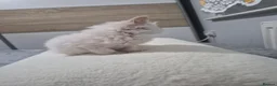 Ragdoll cats for sale: ​GCCF Ragdoll Kittens - Pet  - Advert 14