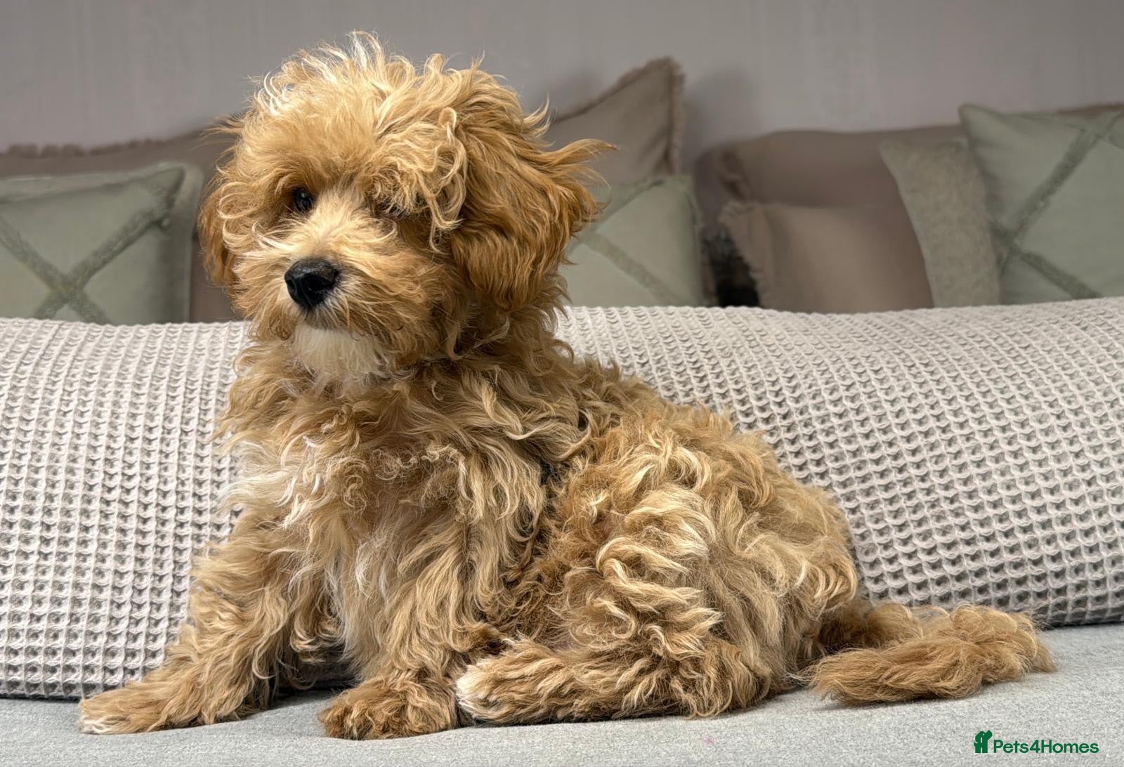 Maltipoo dogs  Fully vaccinated, ready for walks. Stunning.  - Advert 2