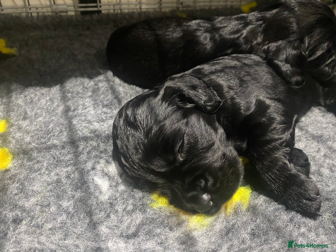 Cocker Spaniel dogs for sale: Superb Quality Royal KC Cocker Spaniel Puppies - Advert 7
