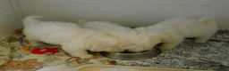 Maltese dogs for sale: KC MALTESE Puppies Males and Female in Bristol - Advert 3