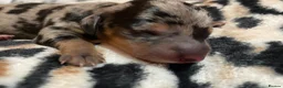 Dachshund dogs for sale: The Dapple Dachshunds Nottinghamshire  - Advert 17
