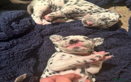 Dalmatian dogs for sale: Dalmatian puppies litter of 5 - Image 4