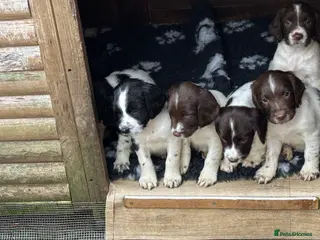English Springer Spaniel dogs KC registered English Springer Spaniels - Advert 1