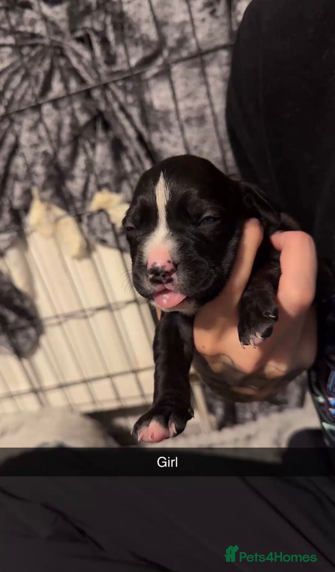 Mixed Breed dogs for sale: 9 cane corse/ staff pups  - Image 11