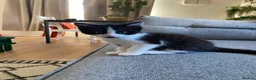 Mixed Breed cats for sale: Lovely part ragdoll kittens in Chichester - Advert 9