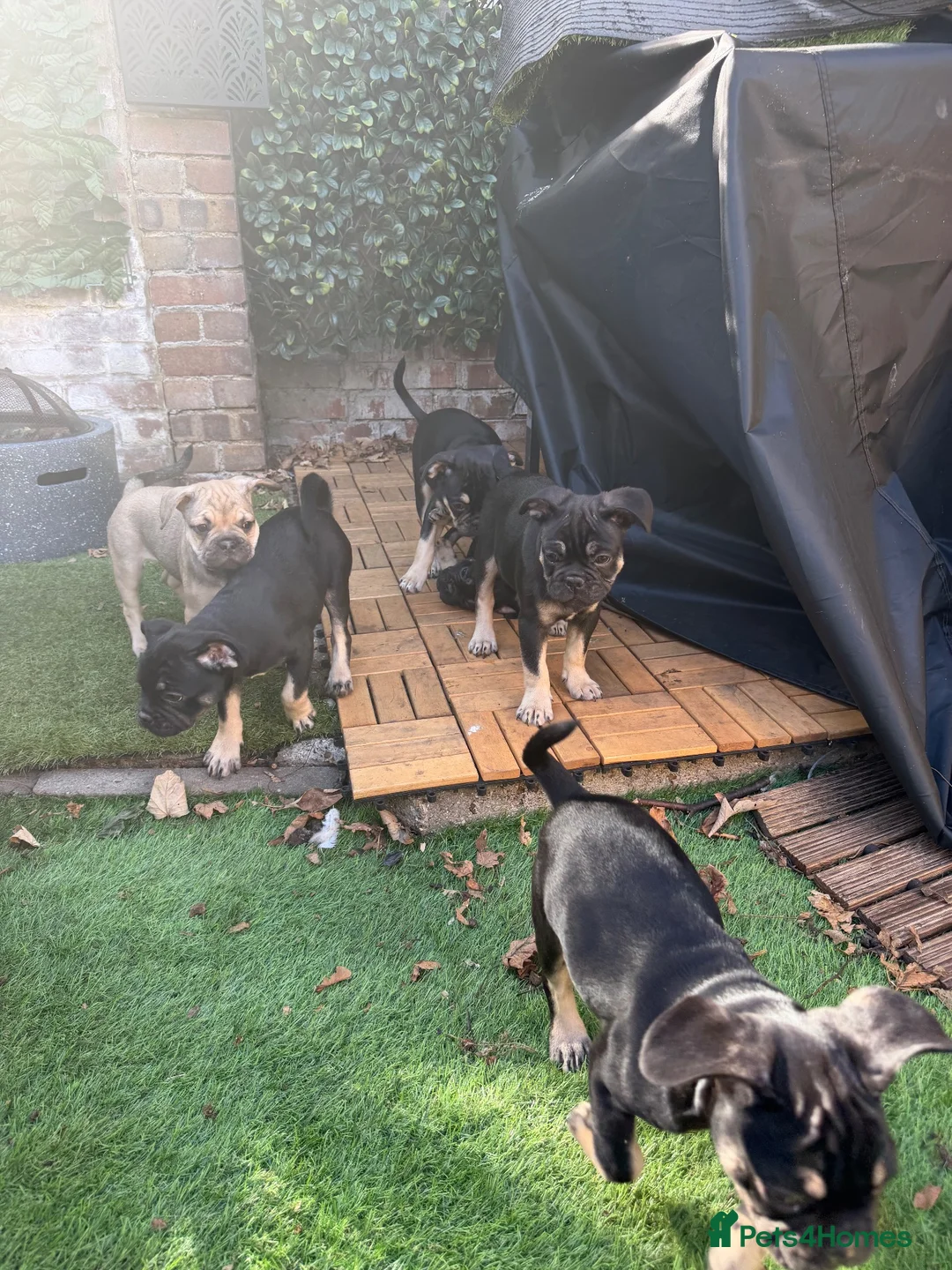 Frug dogs for sale: 6 beautiful Frugs  - Advert 1