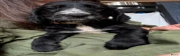 Cocker Spaniel dogs for sale: Cocker spaniel ready to LEAVE soon  - Advert 6
