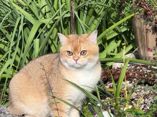 British Shorthair cats - Advert 5