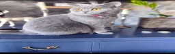 British Shorthair cats for sale: Boy and girl available- parents Pedigree  - Advert 16