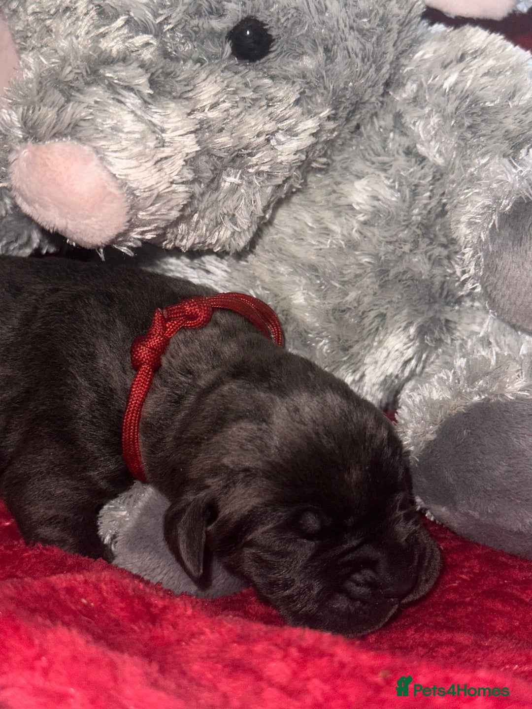 Cane Corso dogs for sale: Purebred Cane Corso  - Advert 17