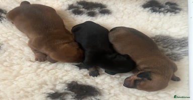 Dachshund dogs - Advert 9
