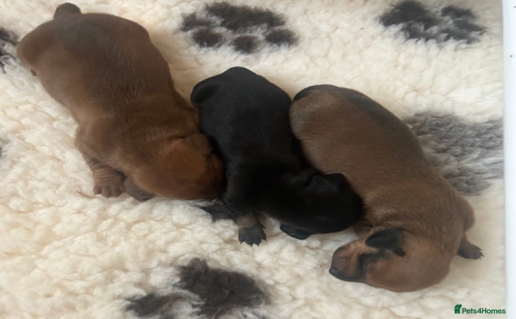 Dachshund dogs - Advert 6