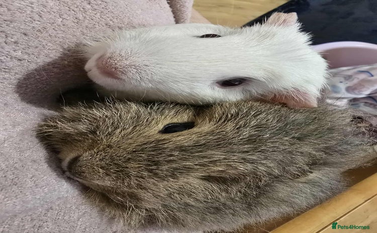 Guinea Pig rodents - Advert 1