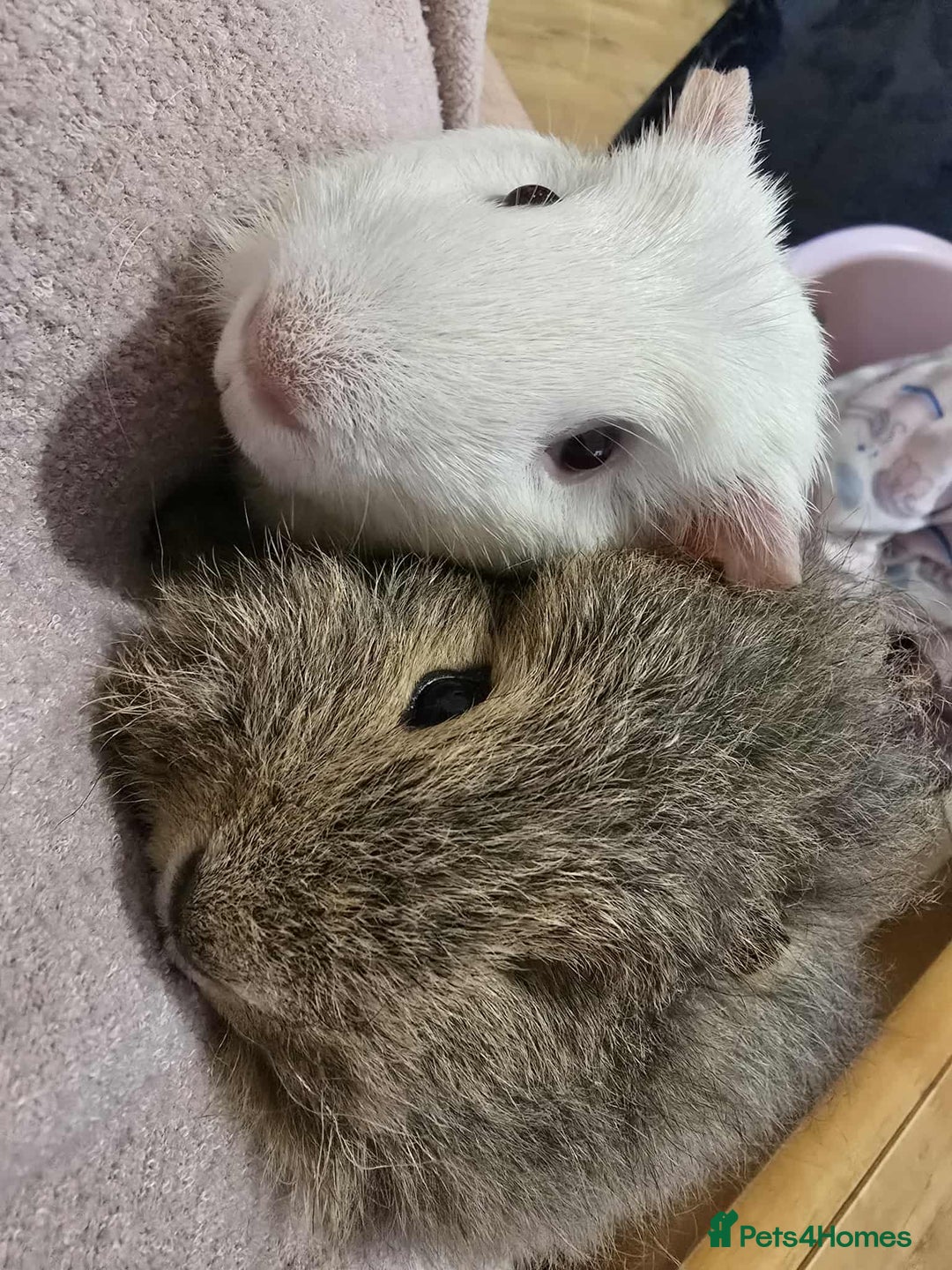 Guinea Pig rodents for sale: 2 male guinea pigs - Image 1