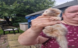 Ferret rodents for sale: Kits for sale - Image 4