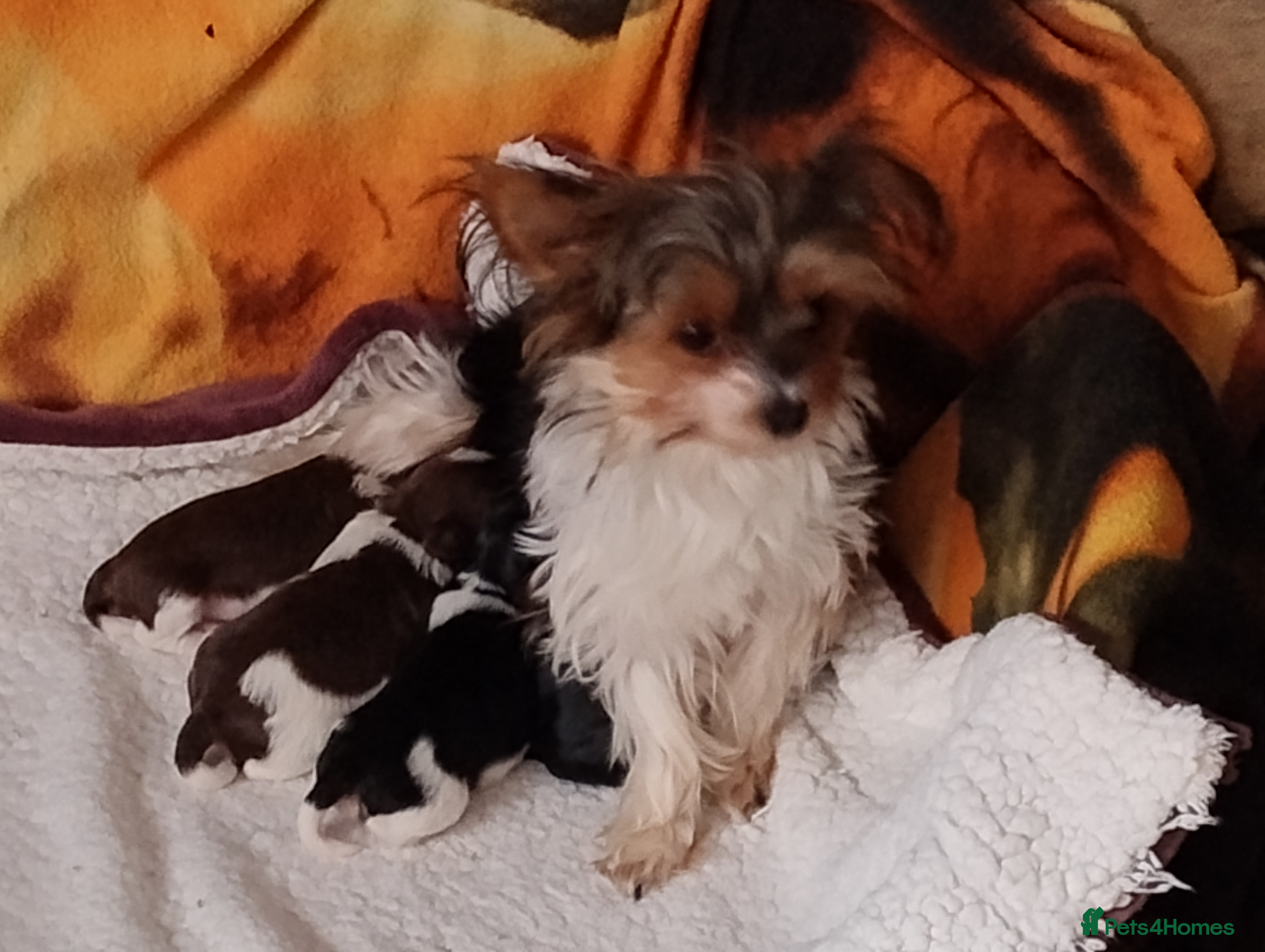 Biewer Terrier dogs 4 biewer Yorkshire terrier puppies for sale  - Advert 1