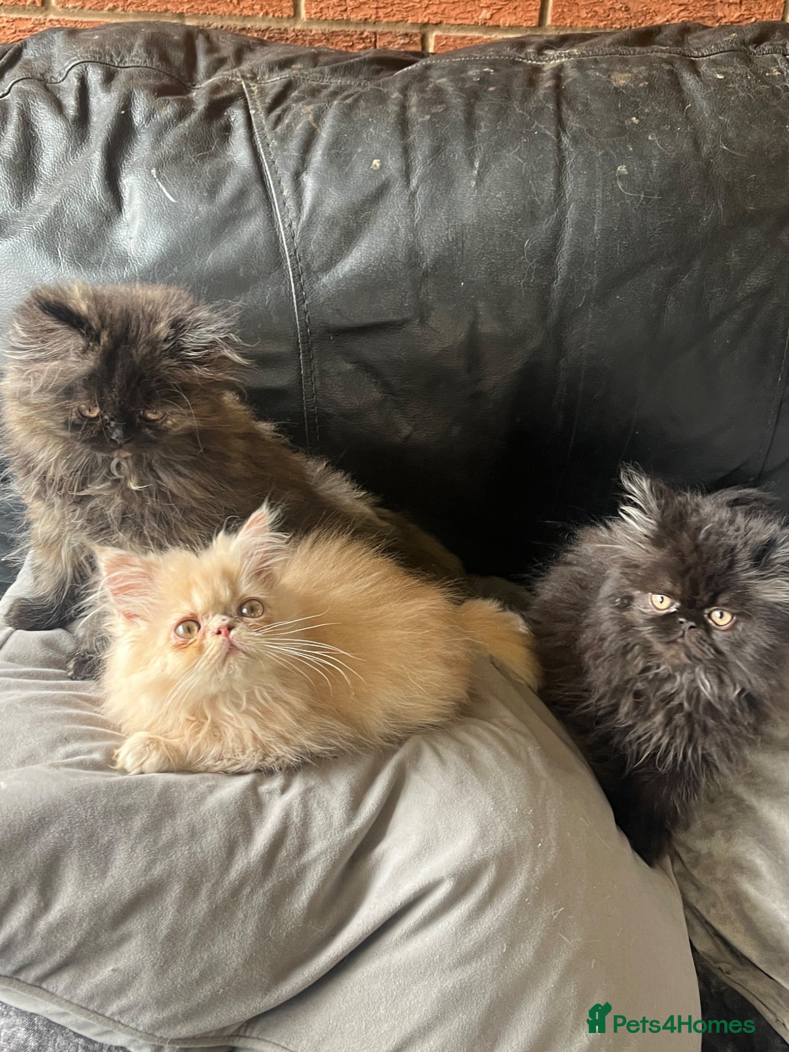 Persian cats Beautiful Persian kittens - Advert 1