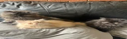 Persian cats for sale: Beautiful Persian kittens - Advert 1