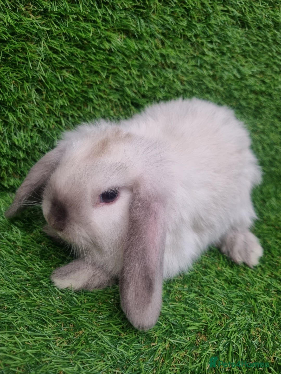 Mini Lop rabbits for sale: Purebred mini lops  - Image 2
