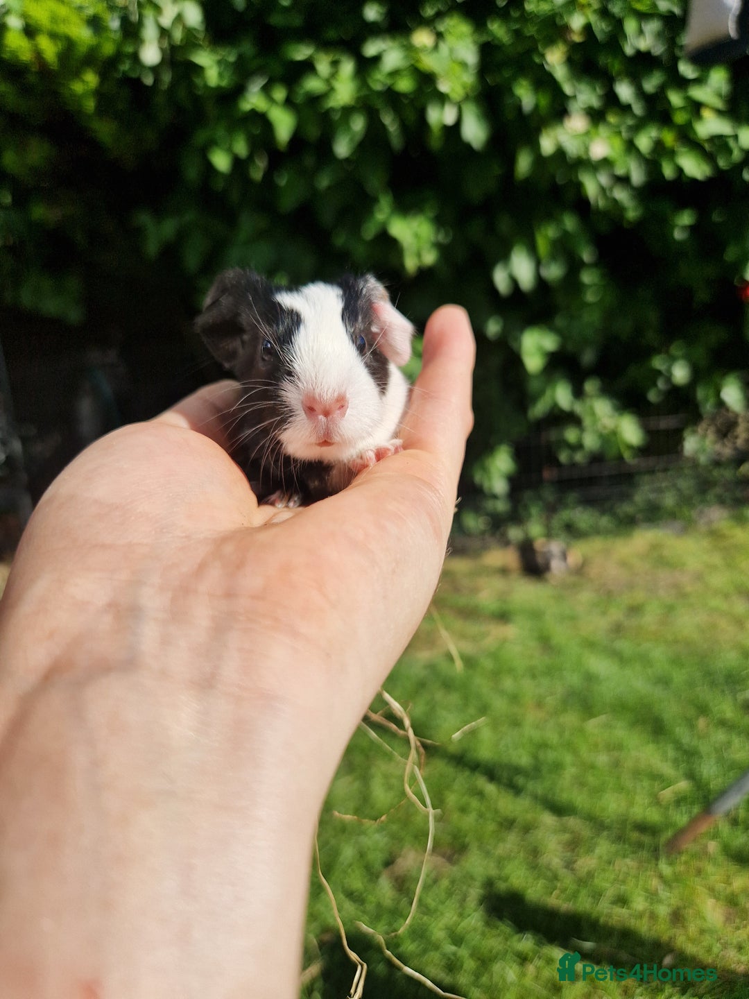 Guinea Pig rodents for sale: 2 beautiful babies arrive reserve Now  in Darwen - Image 8