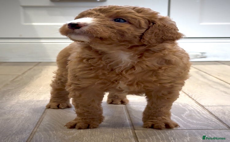 Mixed Breed dogs - Advert 15