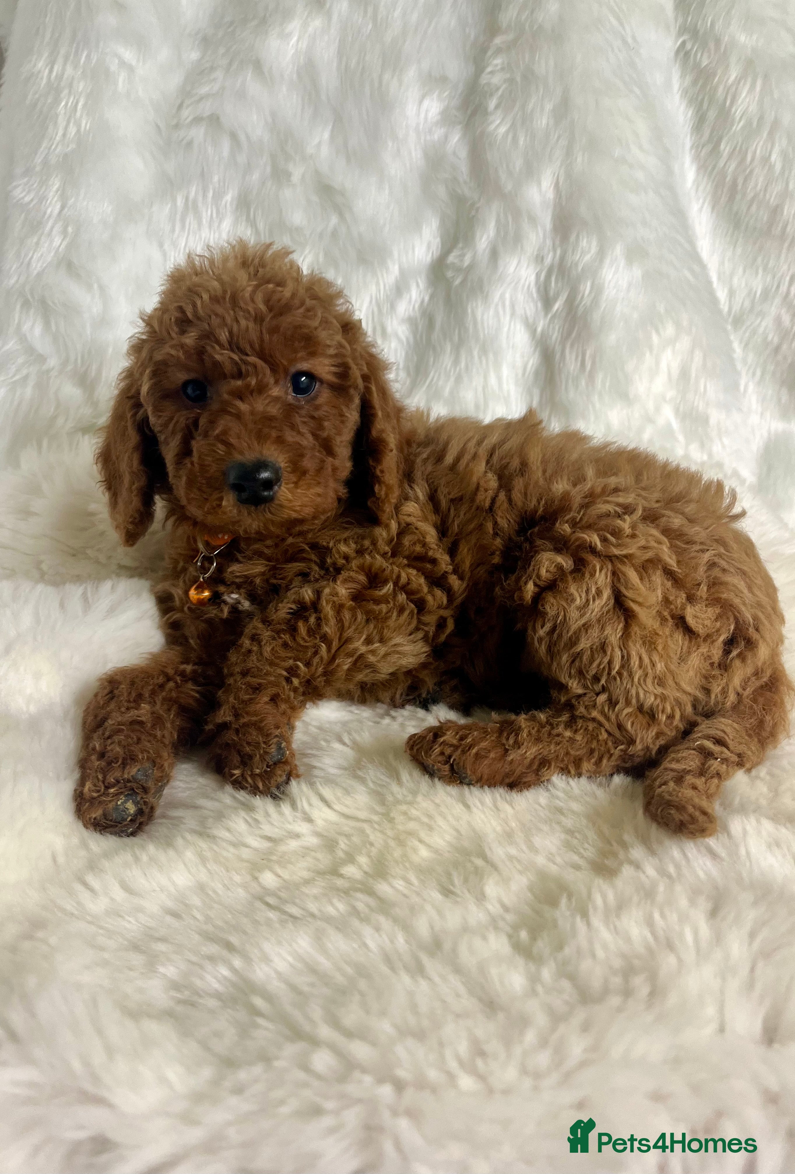 Goldendoodle dogs multigenerational Australian Golden doubledoodles - Advert 5