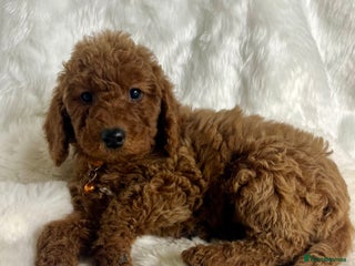 Goldendoodle dogs multigenerational Australian Golden doubledoodles - Advert 3