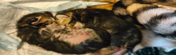 Mixed Breed cats for sale: Half Bengal kittens - Advert 12